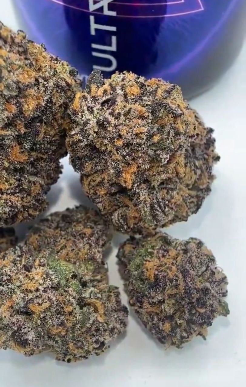 Dense frosty purple green buds of ULTRAVIOLET By DOJA hybrid cannabis flower with orange pistils