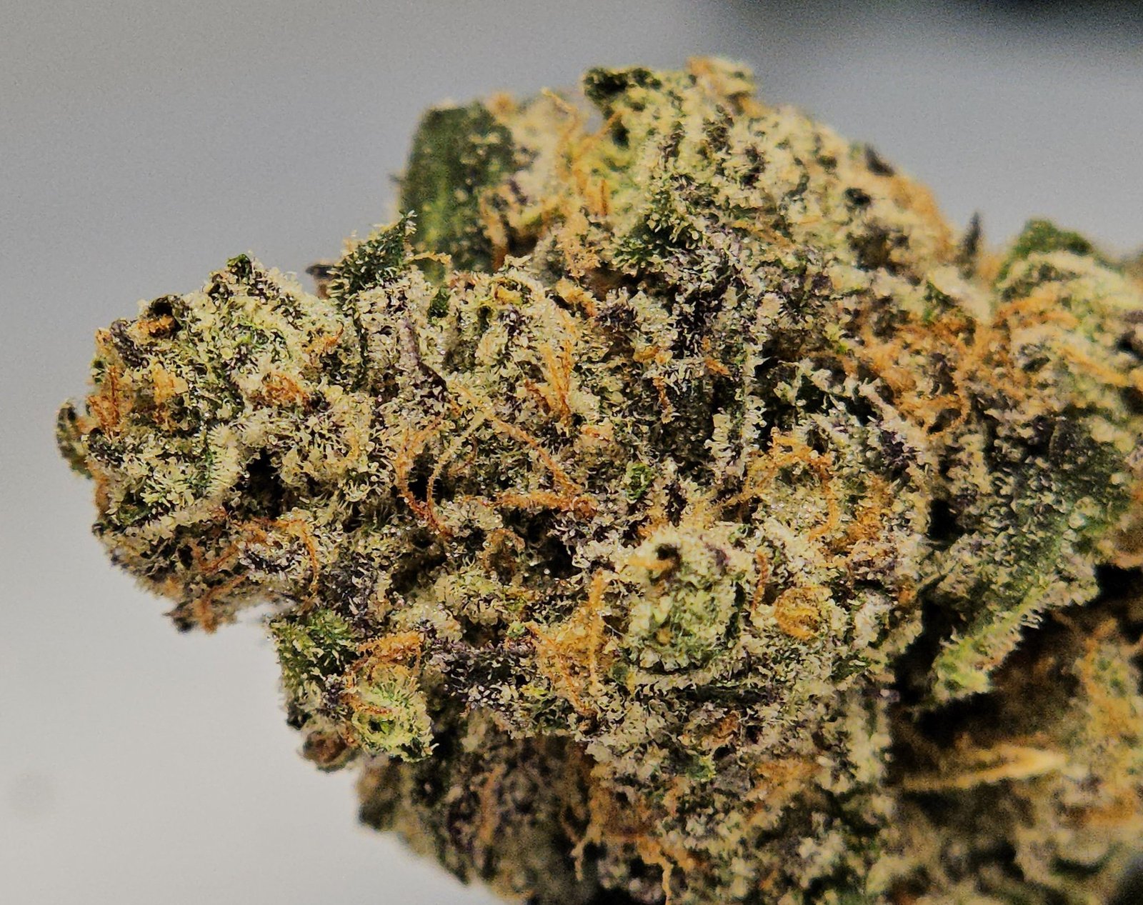EL PRESIDENTE by LIONBOLDT FARMS dense frosty trichome bud with orange pistils and purple hues